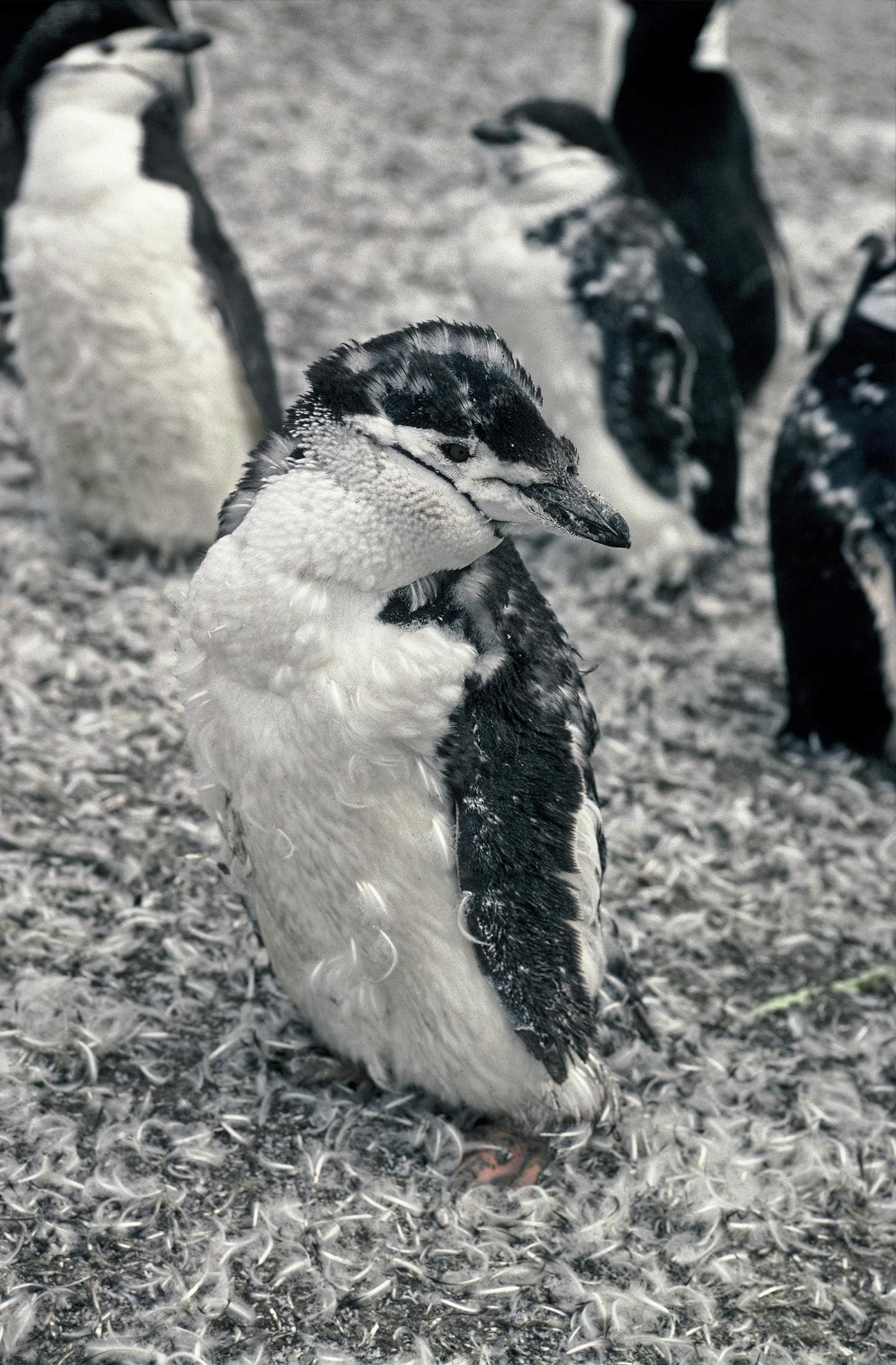 Moulting Chinstrap Penguin