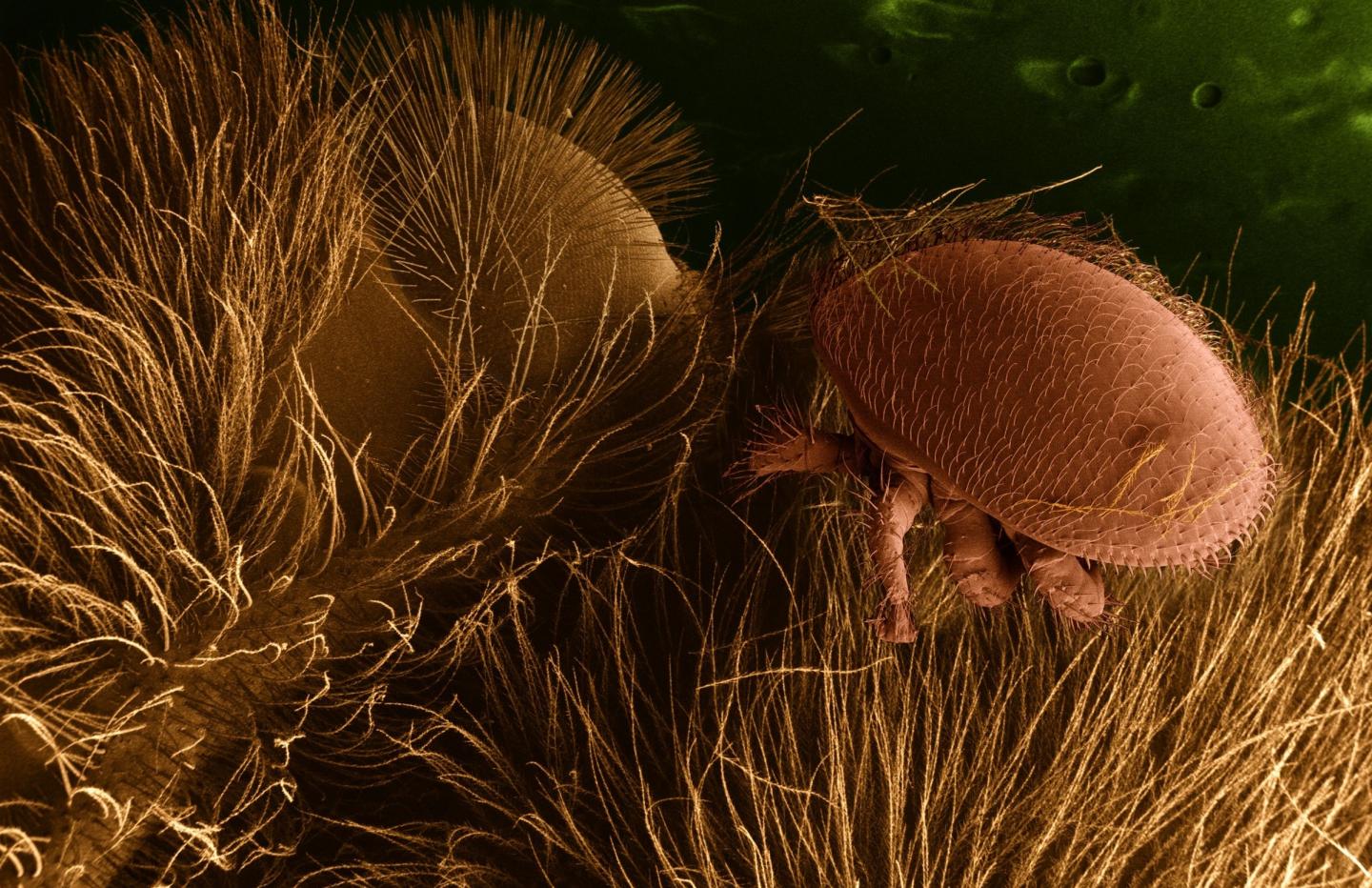 Varroa Destructor Mite