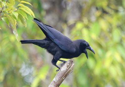 Banggai Crow