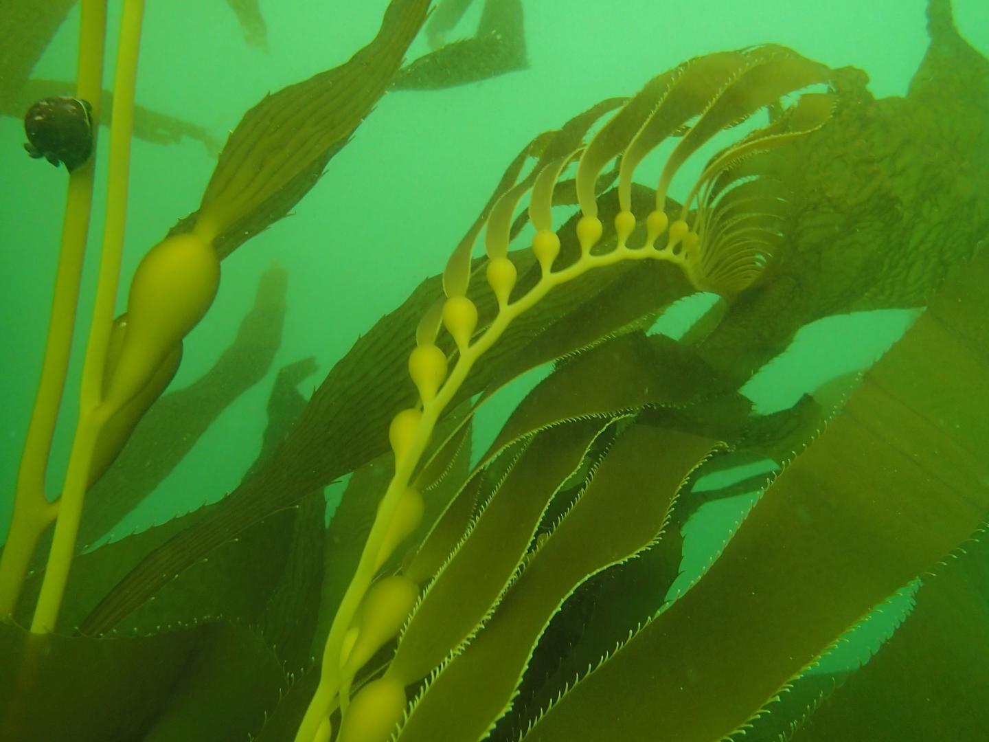 Chase Point Kelp