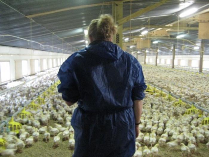 Intensive poultry farming in the UK