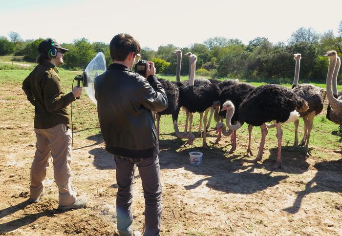 Ostrich farm