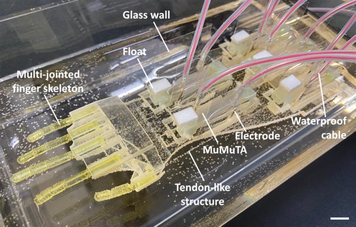 The biohybrid hand (scale bar: 1 cm).