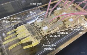 The biohybrid hand (scale bar: 1 cm).