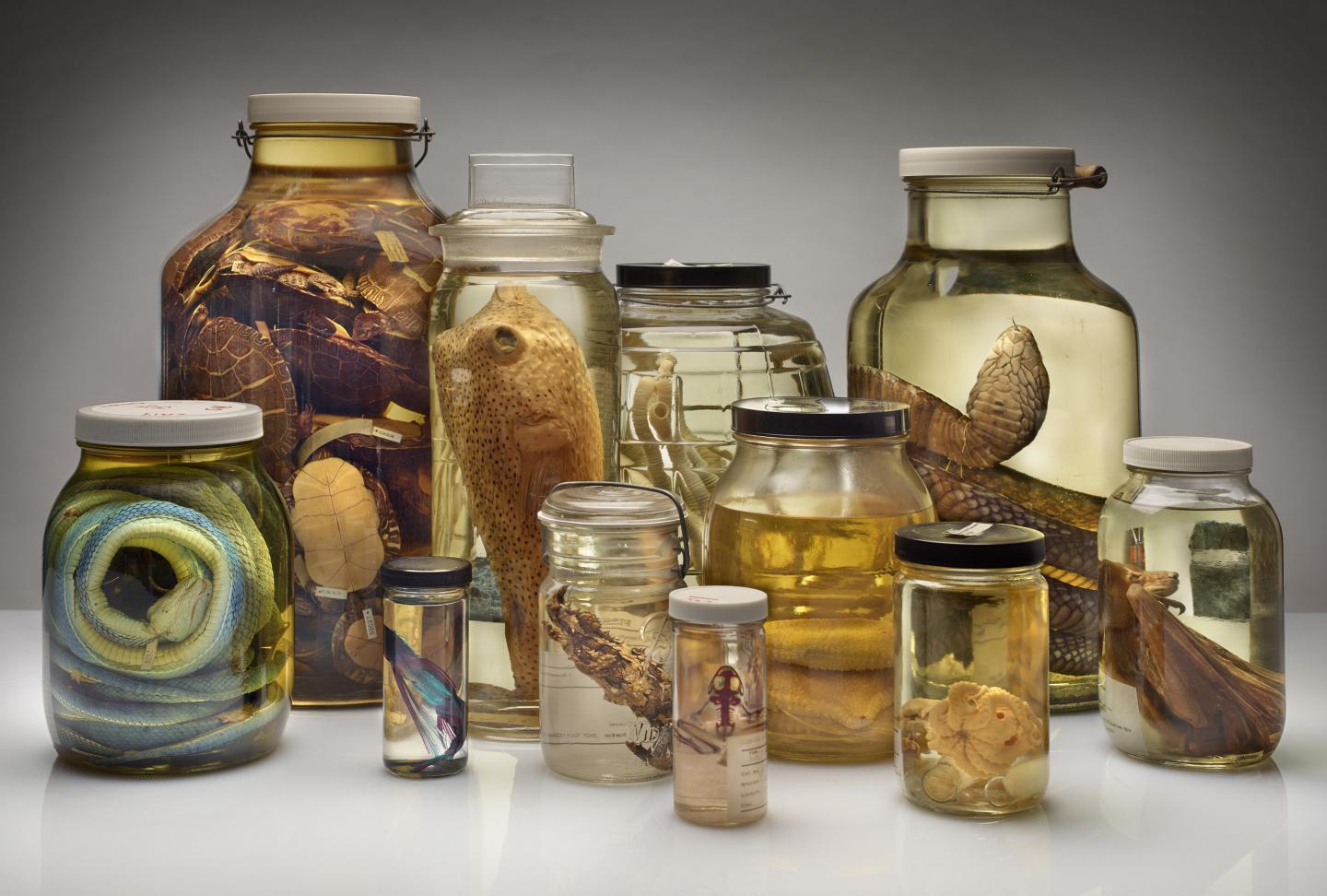 Specimens in Jars [IMAGE] EurekAlert! Science News Releases