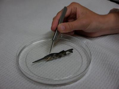 A Juvenile American Paddlefish