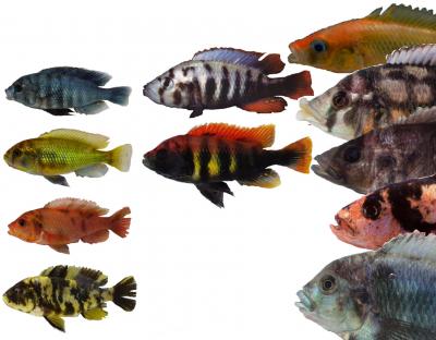 Cichlids in Lake Victoria, Africa