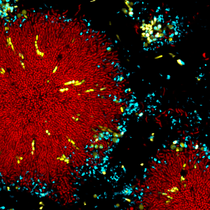 Nadell viral resistance