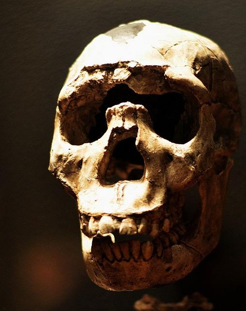 Evolution Purged Many Neanderthal Genes from Human Genome