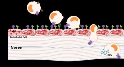 Immune Cell Enters Nerve