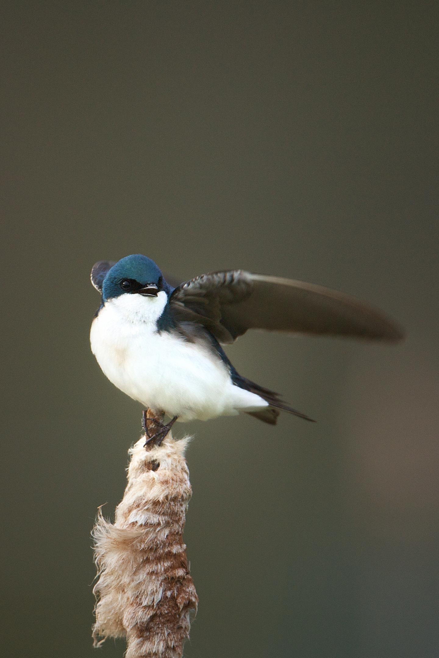 Tree Swallow