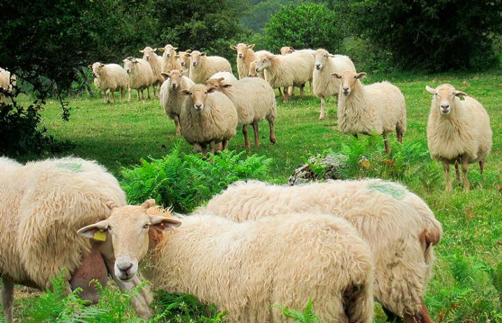 Flock of latxa sheep