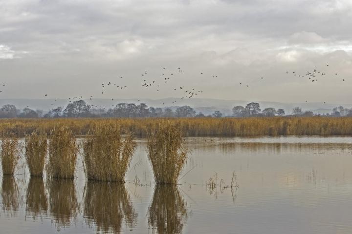 Avalon marshes, UK