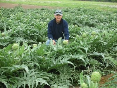 Artichokes Grow Big in Texas