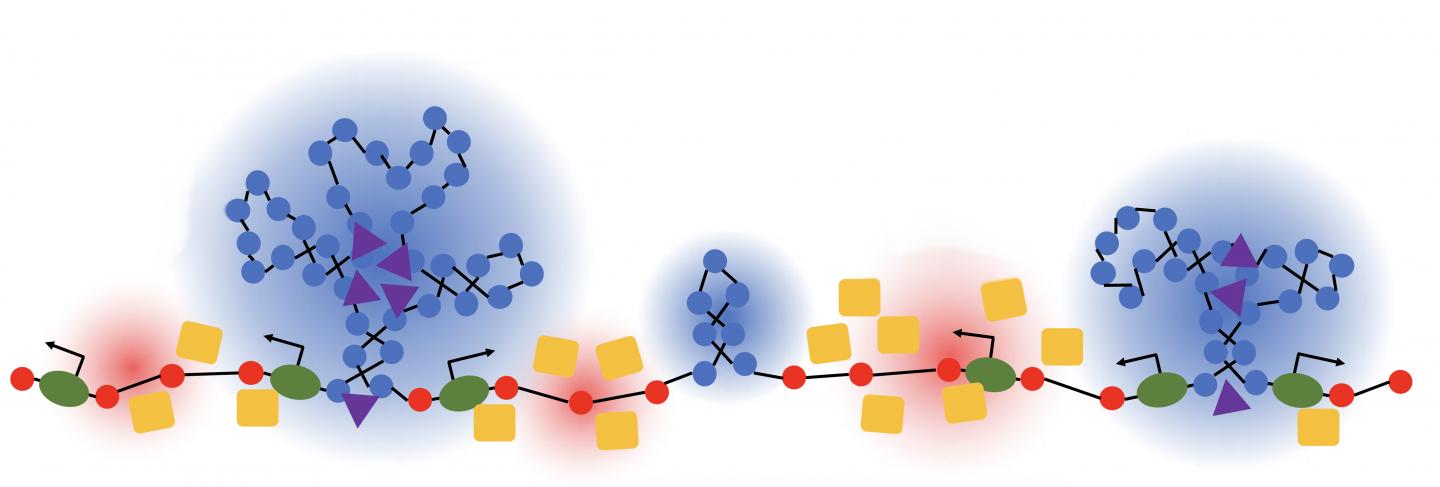 Chromatin Backbone