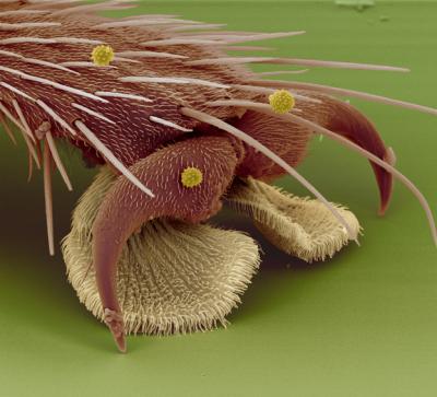 Electron Microscope Image of a Fly Foot