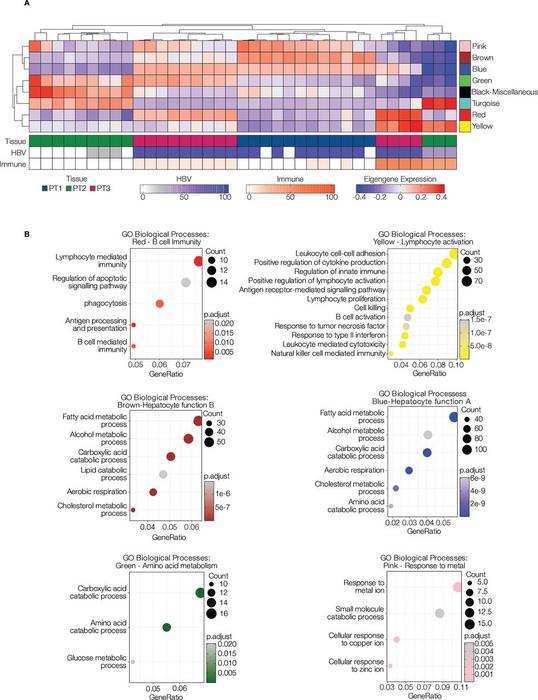 Distinct transcriptional profiles in chronic hepatitis B (CHB) biopsies.