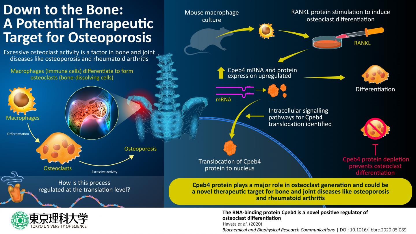 Bone-Dissolving Cells