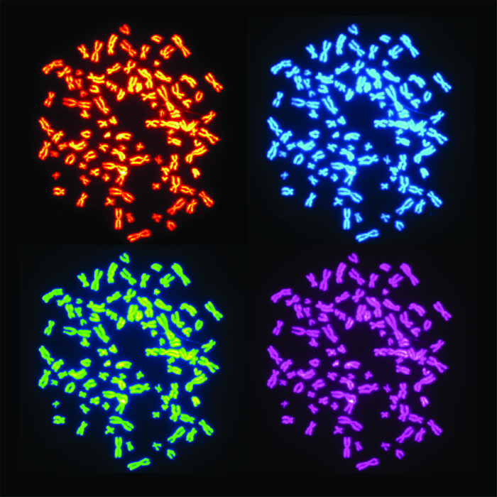 Chromosomes in cells with whole genome doubling.