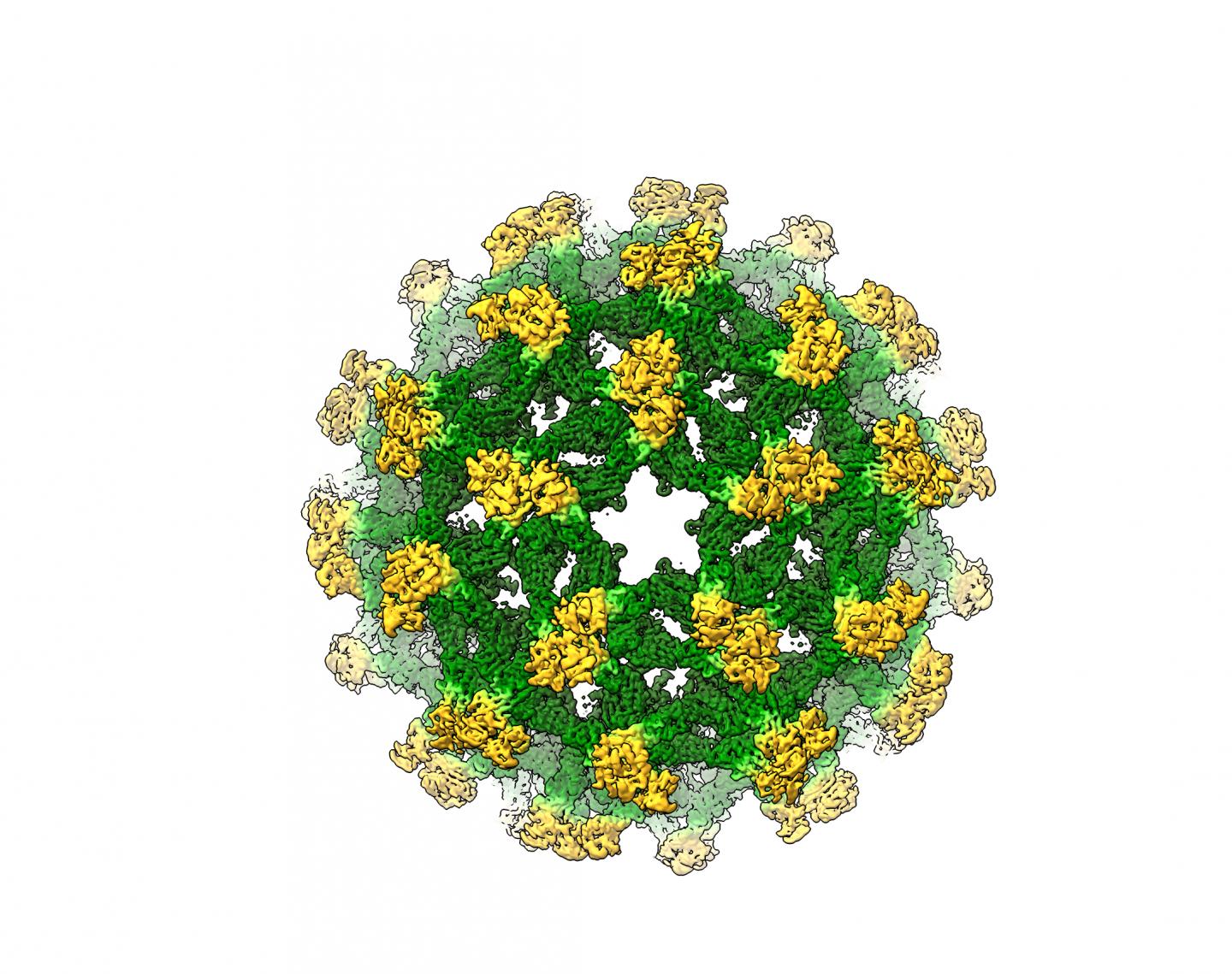 Image of Flavivirus