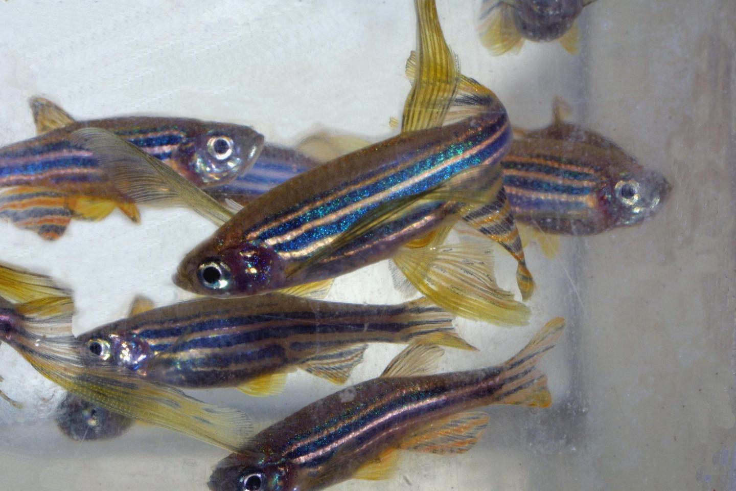 Maine Technology Institute funds MDI Biologic | EurekAlert!
