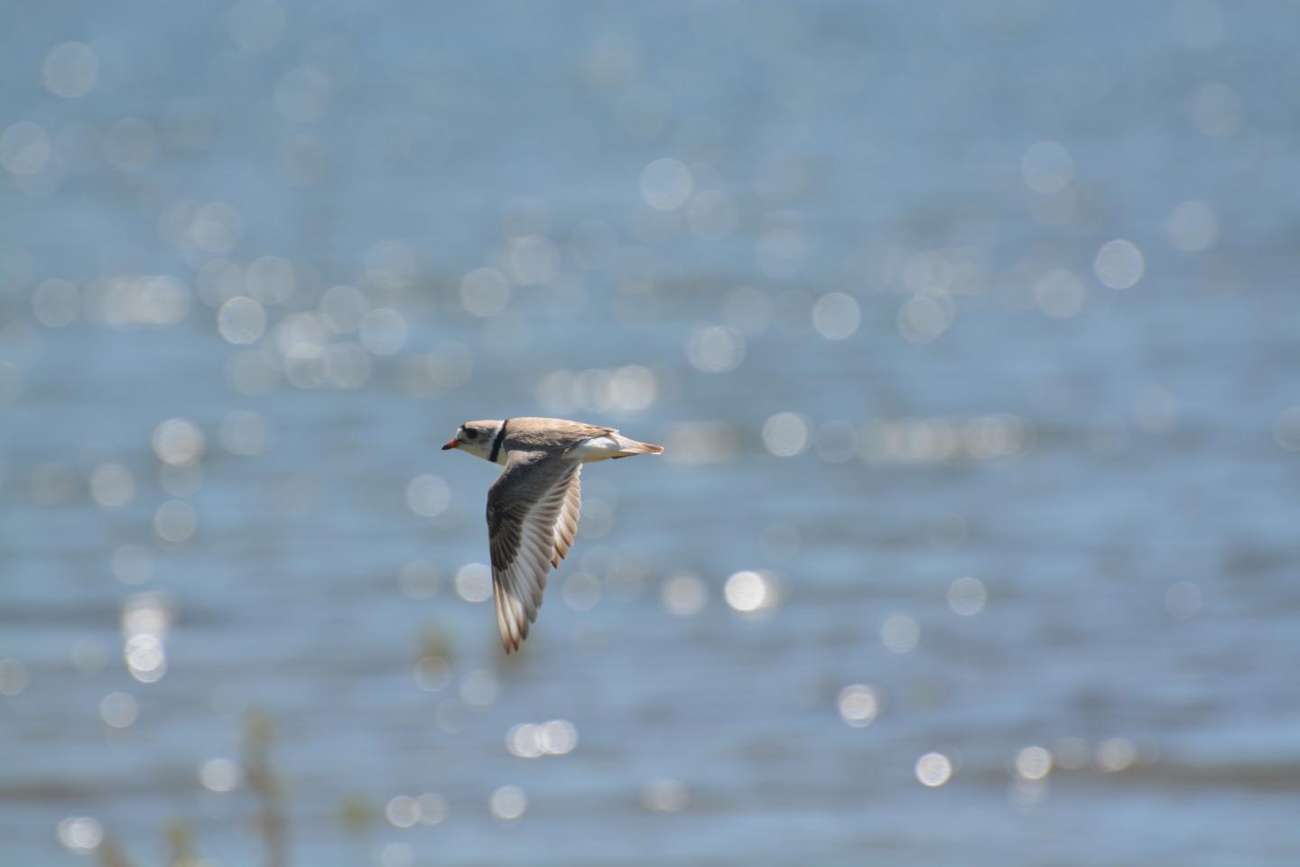 Piping plover adult flying over Lake Sakakawea.