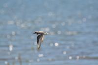 Piping plover adult flying over Lake Sakakawea.
