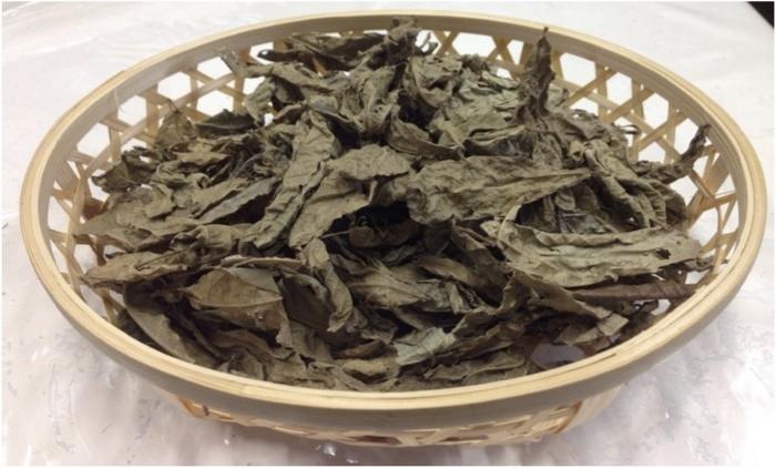 Dried Mallotus furetianus leaves