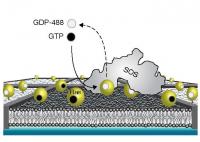 Supported Membrane Platform for Single Molecule Studies