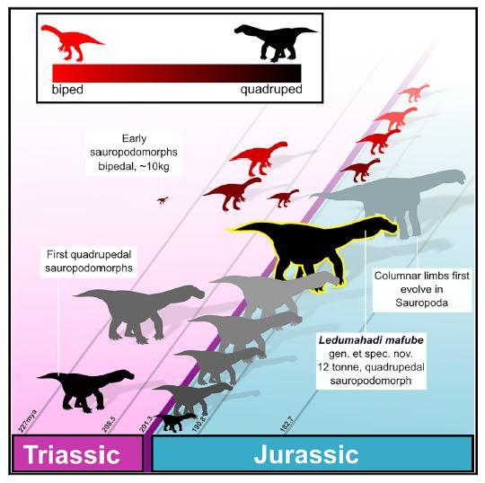 Evolution of Four-Legged Walking in Sauropods