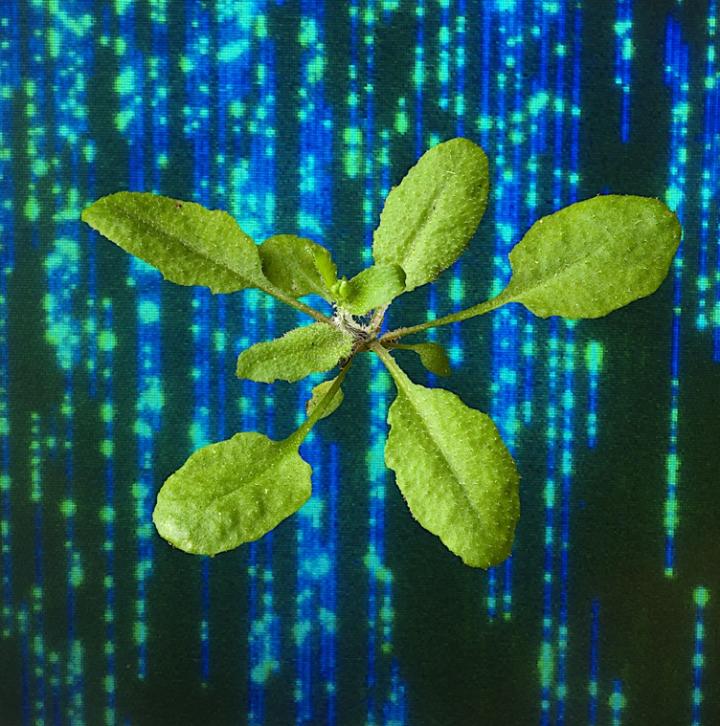 Ecker lab -- The Matrix