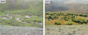 An across channel view in 2005 and 2021 of a downstream reach on Blacktail Deer Creek, northern range of Yellowstone National Park