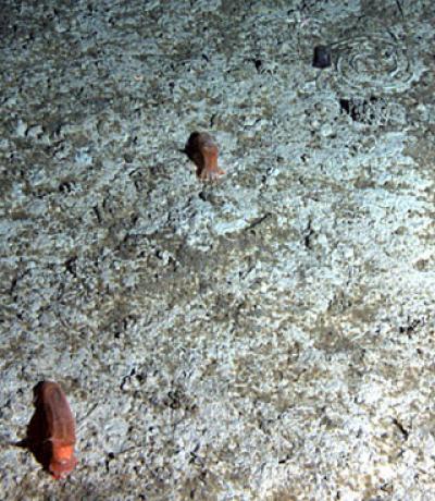 Deep-Sea Sediment with Sea Cucumbers and Algal Detritus