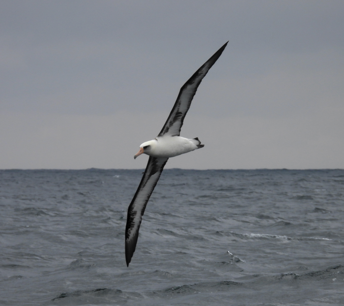 Laysan Albatross