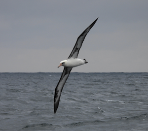 Laysan Albatross