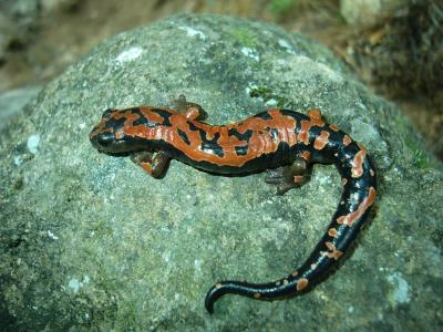 <I>Bolitoglossa lincolni</I>