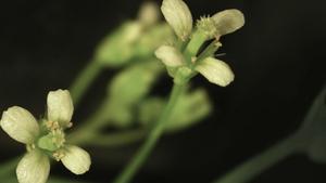 Arabidopsis thaliana