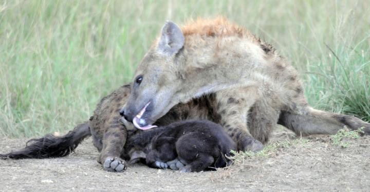 Hyena mom licking cub