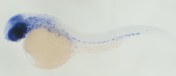 Zebrafish, UC San Diego School of Medicine