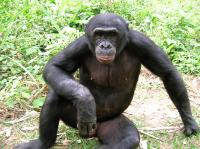 Bonobo (2 of 2)