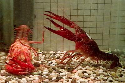 Copulation and Pseuod-copulation in Red Swamp Crayfish