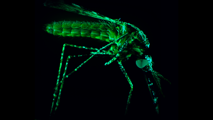 Malaria infected mosquito