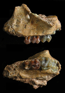Yuanmoupithecus infant upper jaw