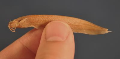 <i>Kryptoglanis shajii</i>, A Fish in Hand