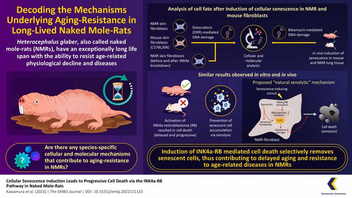 Naked Mole-Rats Delay Aging by Eliminating Senescent Cells