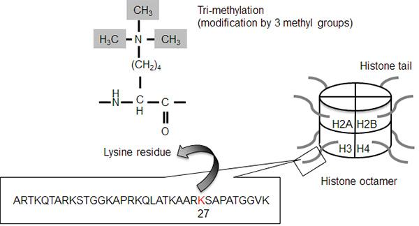 Tri-Methylation