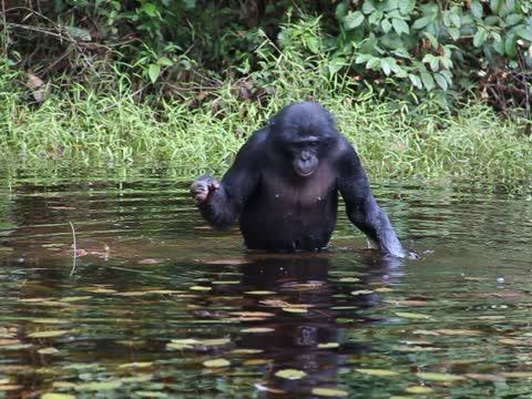 Video of Wild Bonobos Peeping while Feeding