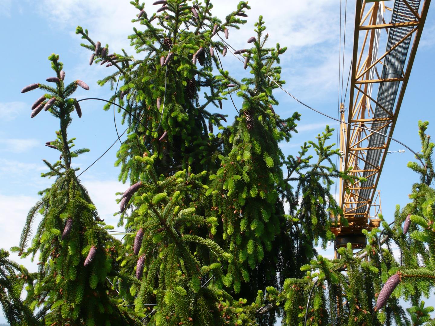 Construction Crane for Carbon Dioxide Signaling