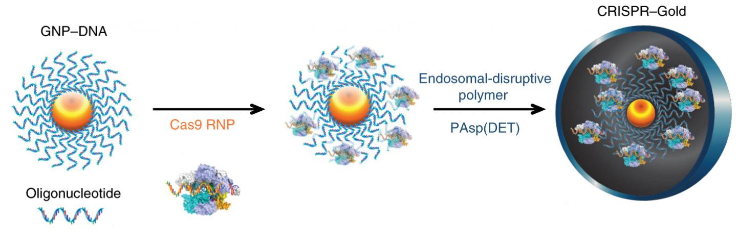 CRISPR-Gold Nanoparticles