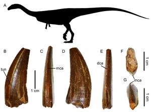 Noasaurid teeth